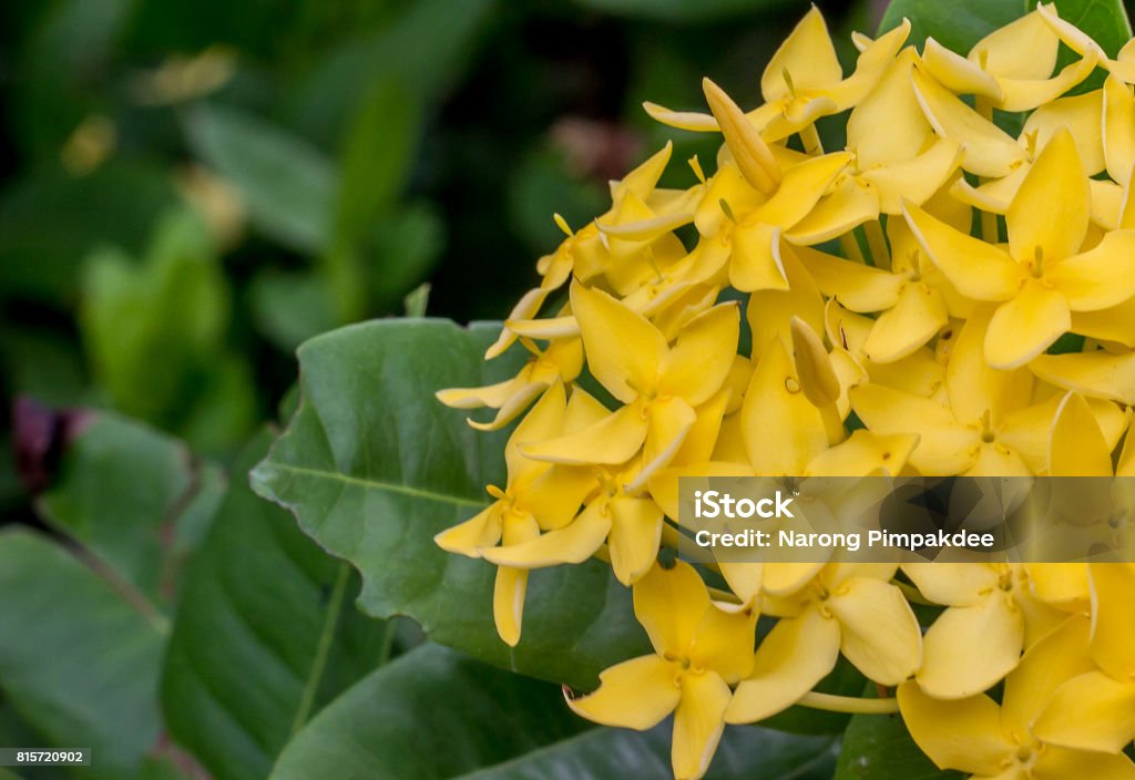 Foto de Ixora Amarela De Flor No Jardim e mais fotos de stock de Amarelo -  Amarelo, Beleza, Branco - iStock