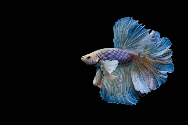 siamese fighting fish - fish siamese fighting fish isolated multi colored imagens e fotografias de stock