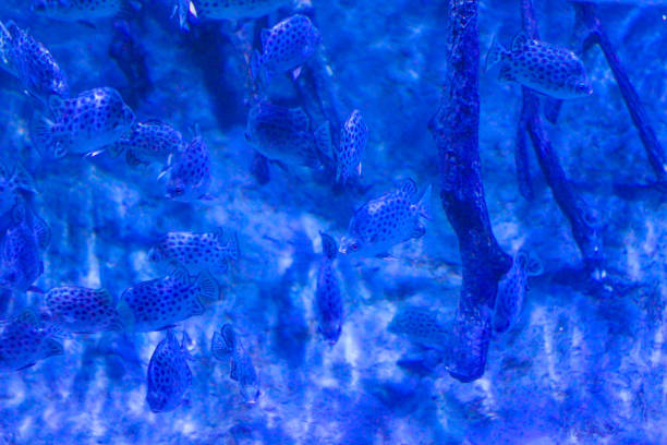 istock Wonderful and beautiful underwater world with corals and tropical fish 815740554