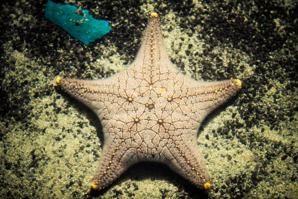 istock Wonderful and beautiful underwater world with corals and tropical fish 815741398