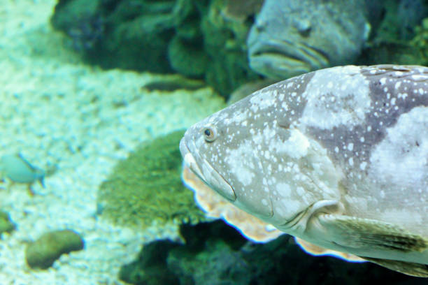 istock Wonderful and beautiful underwater world with corals and tropical fish 815743520