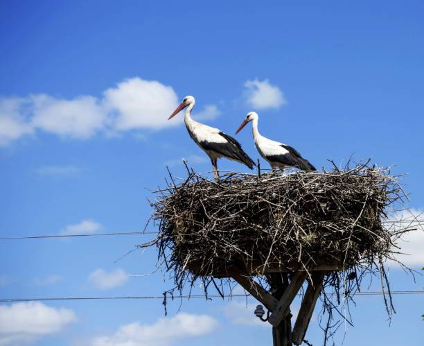 istock Storks in the nest, storks in the nest, making each other and showing love. 815748290