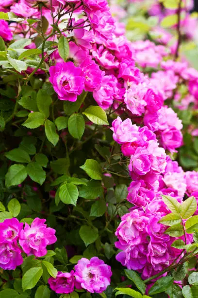 Many bright pink roses blossomed on a rosebush, a beautiful view of a flowering garden