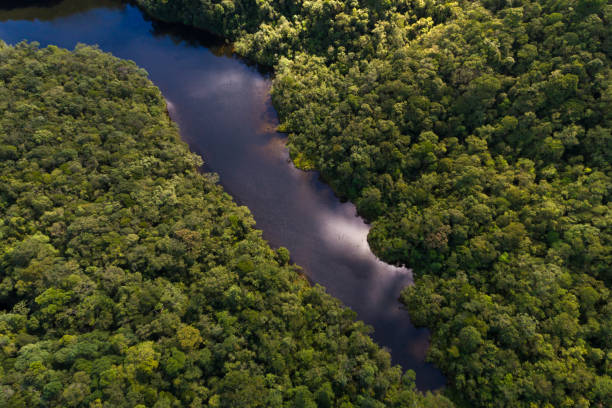 istock Aerial View of Rainforest in Brazil 815761244
