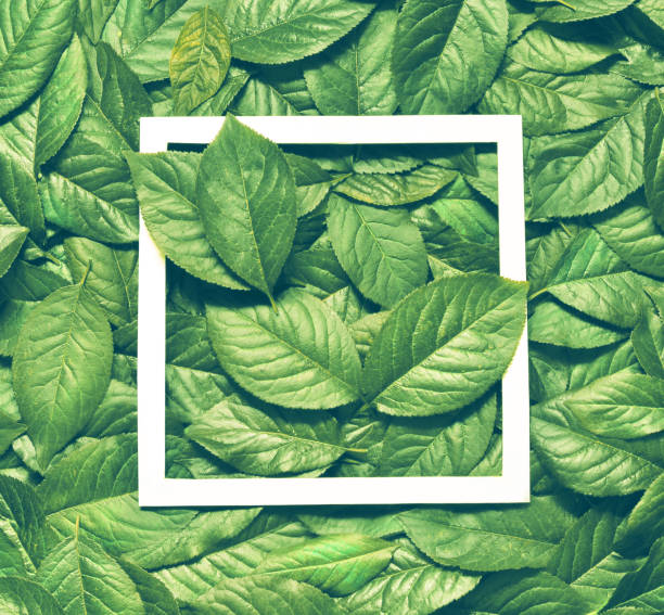 istock Creative layout made of leaves with paper card note. Flat lay. Nature concept 815761418