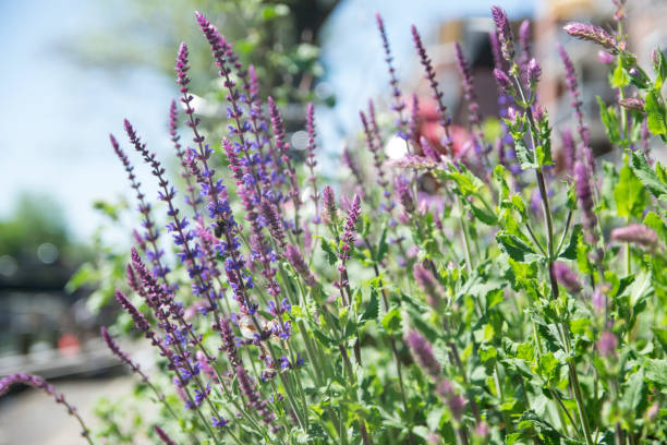 istock Beautiful lavender flower lit by sunlight 815761694