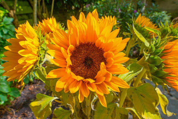 istock Sunflowers blooming in a garden in summer 815761744