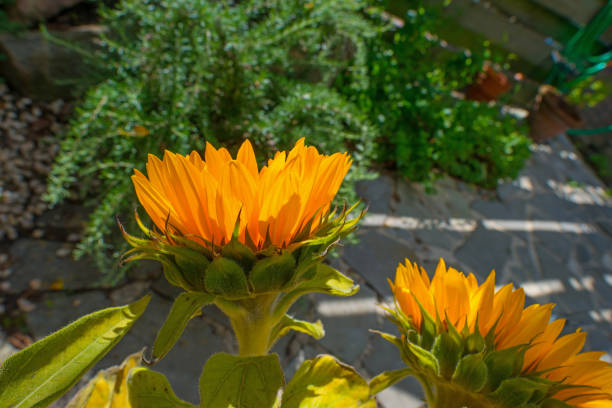Sunflowers blooming in a garden in sunlight in summer