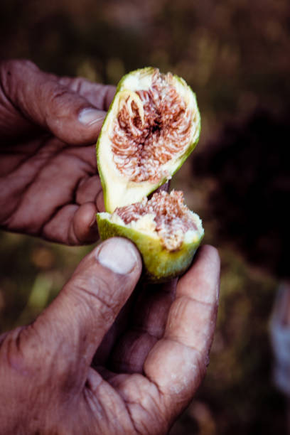 HAND OPENING A FIG FRESHLY CAUGHT BY THE TREE HAND OPENING A FIG TREE JUST PICKED FROM THE TREE albero stock pictures, royalty-free photos & images