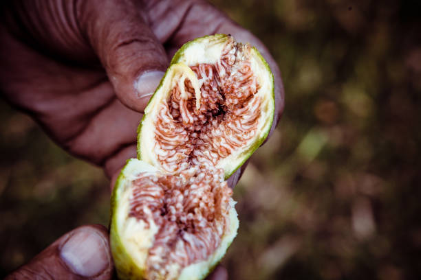 HAND OPENING A FIG FRESHLY CAUGHT BY THE TREE HAND OPENING A FIG TREE JUST PICKED FROM THE TREE albero stock pictures, royalty-free photos & images