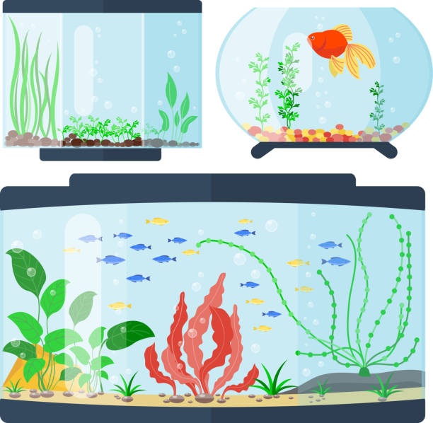 istock Transparent aquarium vector illustration habitat water tank house underwater fish tank bowl 815764498