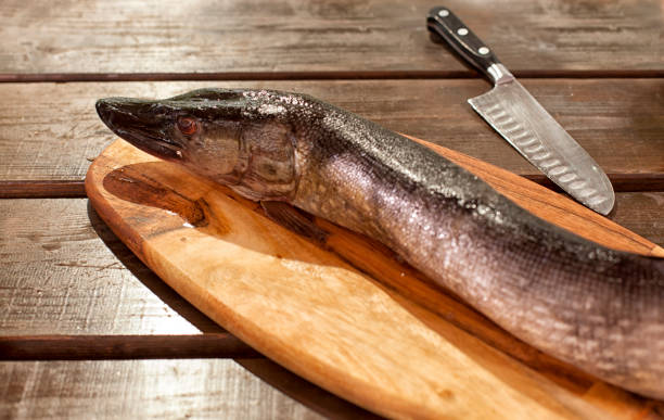 istock Fresh Fish in the kitchen.. Culinary seafood eating. 815767030