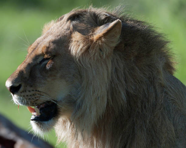 lew, patrząc w lewo i ciesząc się rano słońce afet ucztowanie na zabicie. masai mara, kenia, afryka - masai mara national reserve masai mara lion cub wild animals zdjęcia i obrazy z banku zdjęć