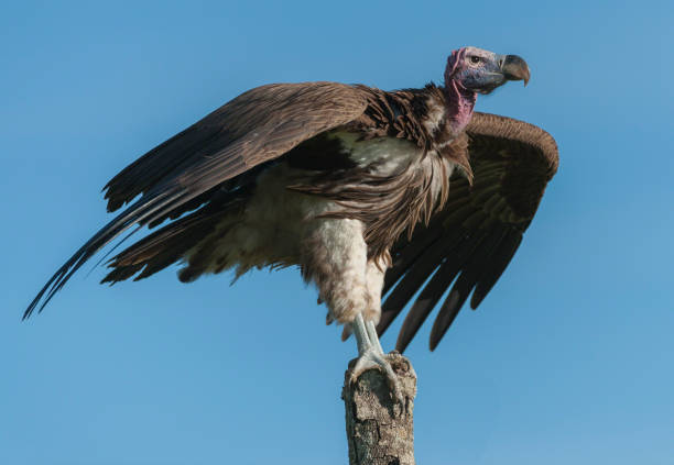 istock Single Lappet-Faced Vulture, ( Torgos tracheliotus ), sitting high on tree stump, looking right, with claws very visible, with blue sky in background, Masai Mara, Kenya, Africa 815767856
