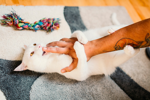 Man cuddling with his cat at home. Focus on his hand and white cat.