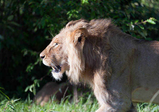 majestatyczny lew idący w lewo z porannym słońcem świecącym na twarzy i grzywą lśniącą w słońcu. masai mara, kenia, afryka - masai mara national reserve masai mara lion cub wild animals zdjęcia i obrazy z banku zdjęć