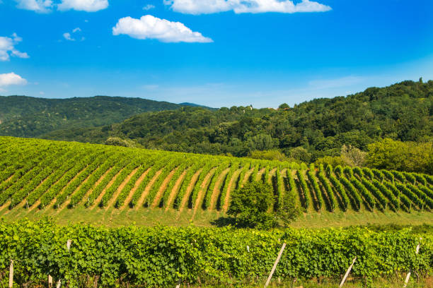 istock Vineyard in Daruvar region, Croatia 815770840