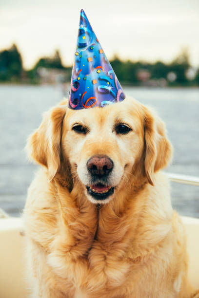 golden retriever birthday hat