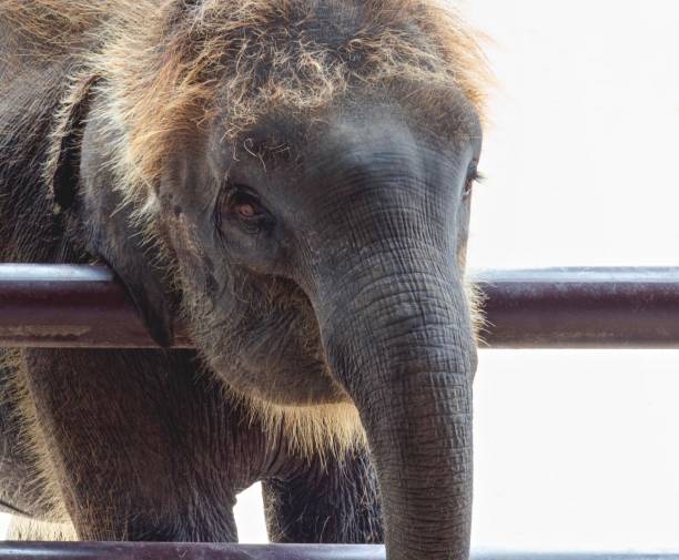 istock Portrait Of Cute Young Elephant 815782486