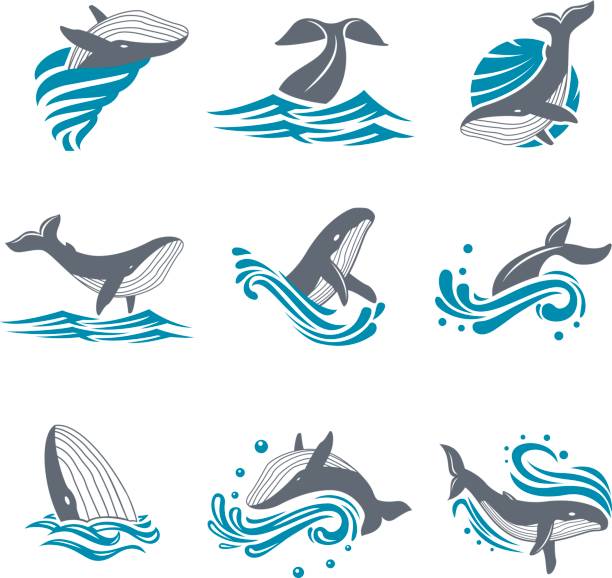 Whale among sea waves and splashes vector icon set Whale among sea waves and splashes vector icon set. Illustration of a diving and floating whale in the blue sea. Marine mammal icon on white background. whales stock illustrations