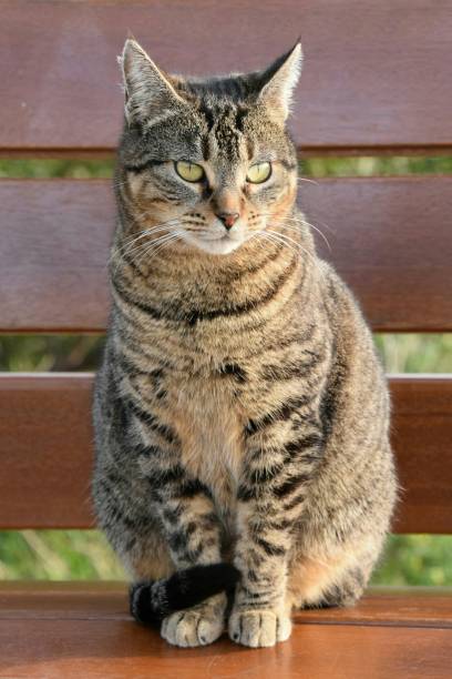 istock Felis silvestris catus interesting look 815783324