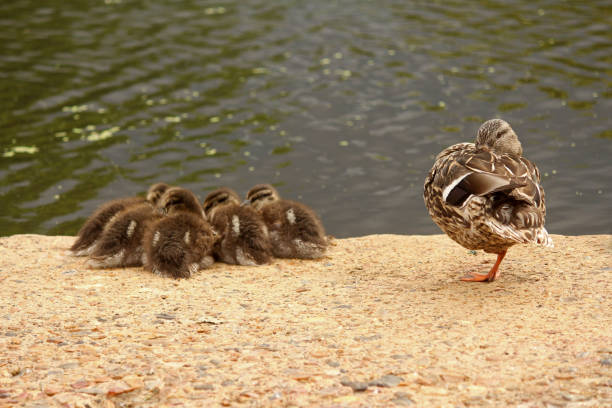 With at least half an eye always open, mommy mallard stands on guard for her brood of resting, cuddling ducklings.