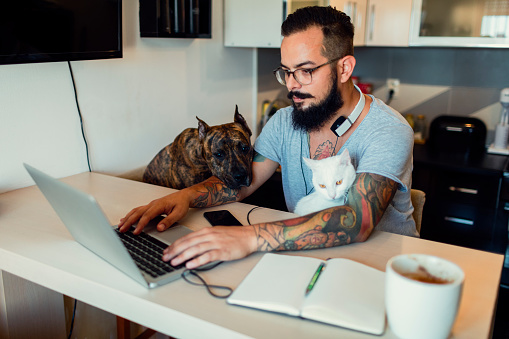 Mid adult man working at home on laptop with his dog, american staffordsire terrier and his white cat  sitting next to him.