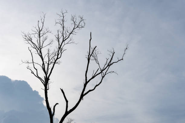 istock Silhouette of dying tree with overcast sky background. 815784470