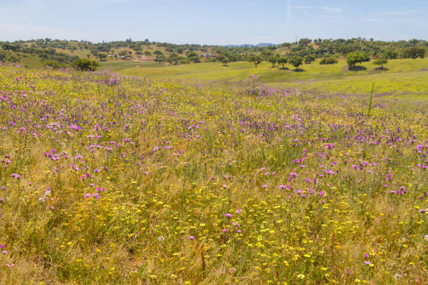 istock Flowers field in Vale Seco, Santiago do Cacem 815791248