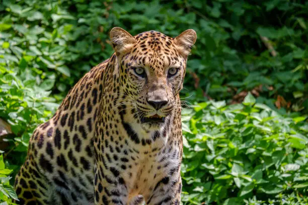 Photo of The tiger looking.