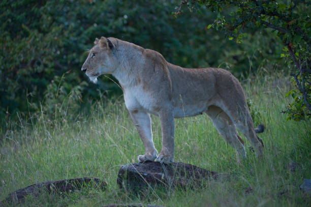 lwica stojąca alert gotowy do zabicia, patrząc w lewo, masai mara, kenia, afryka - masai mara national reserve masai mara lion cub wild animals zdjęcia i obrazy z banku zdjęć