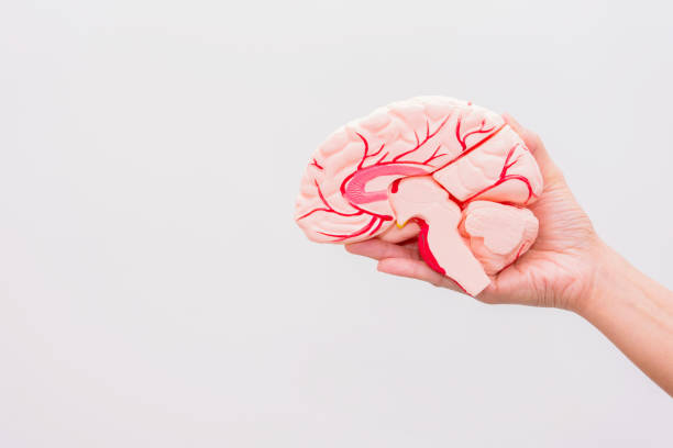 Close-up of Internal organs dummy on white background. Human anatomy model. Anatomy of the Brain. Close-up of Internal organs dummy on white background. Human anatomy model. Anatomy of the Brain. cerebrospinal fluid photos stock pictures, royalty-free photos & images
