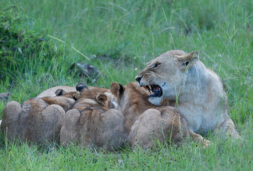 Lioness getting angry with 3 cubs feeding from her, with open mouth showing teeth and sitting in lush green grass, Masai Mara, Kenya, Africa