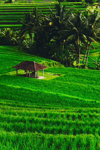 Morning View of Rice Terrace During the Sunrise