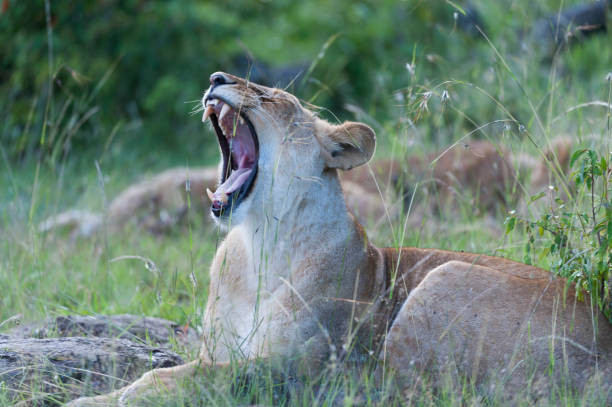 lwica, ziewanie, pokazano otwarte usta z zębami i hding behinf trawy, masai mara, kenia, afryka - masai mara national reserve masai mara lion cub wild animals zdjęcia i obrazy z banku zdjęć