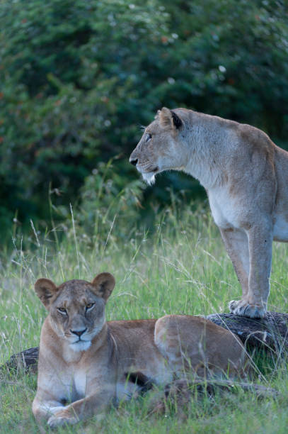 istock One Lioness standing up, looking left, one Lioness, realxed on ground looking towards camera, green backgrounf of lush grass, Masai Mara, Kenya, Africa 815811058