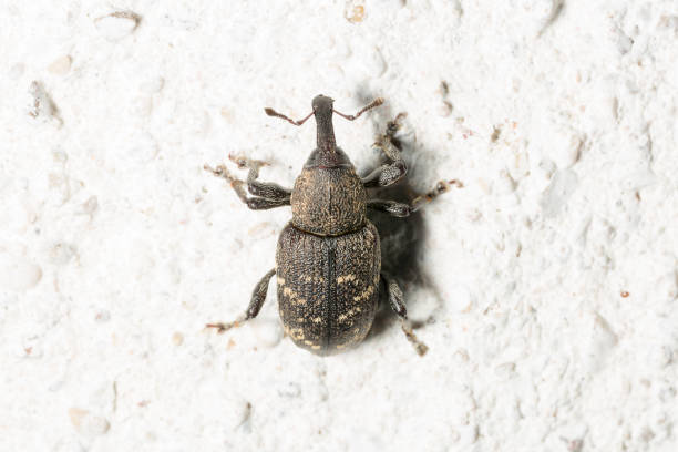 Large Pine Weevil Close Up Large Pine Weevil Close Up on stone floor. pine weevil hylobius abietis stock pictures, royalty-free photos & images