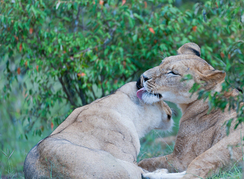 Lioness grooming her cub, lickinng it's ear with tongue showing. Trees in backgraound, Masai Mara, Kenya, Africa