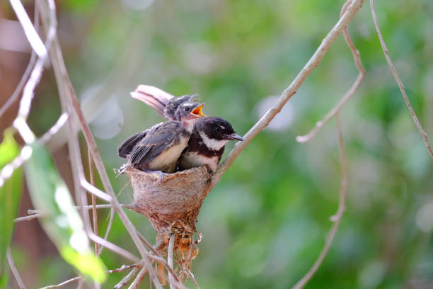 istock The family fantails 815820420