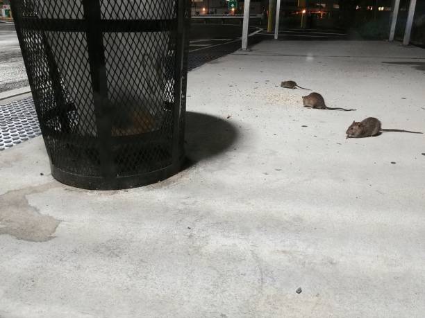 NYC Rat Rodents Eating Off Ground Near Trash Can stock photo