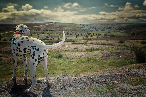 Dalmatian looking out over the North Yorkshire moors towards the North East Coast near Whitby.