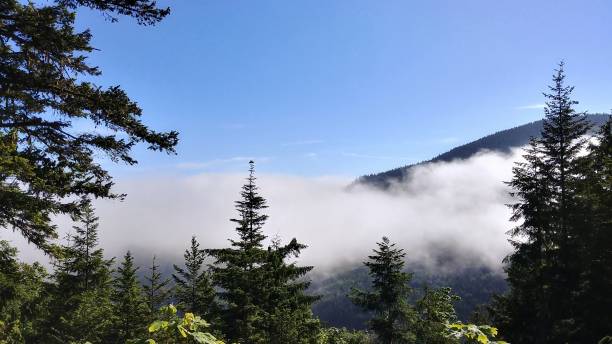 clouds hovering over mountains, hurrican ridge, olympic national park, washington - hurrican imagens e fotografias de stock