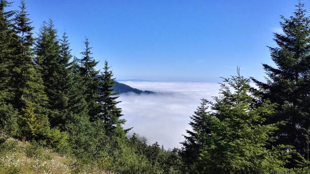 Above the Clouds, Mountains, Hurrican Ridge, Olympic National Park, Washington Clouds Hovering Over Mountains, Hurrican Ridge, Olympic National Park, Washington hurrican stock pictures, royalty-free photos & images