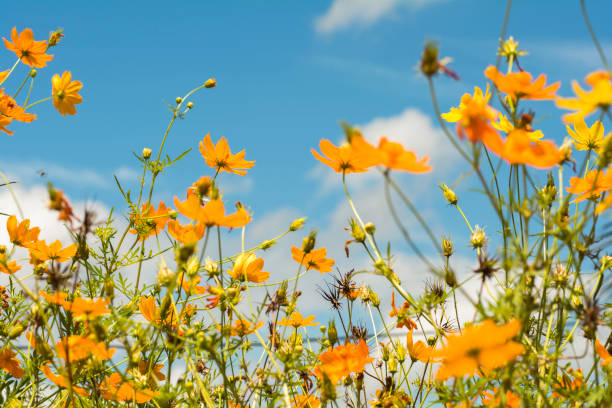istock Yellows cosmos flowers on the sky background 815835824