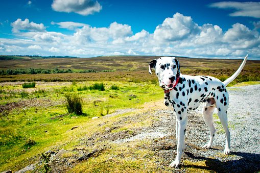 Dalmatian looking out over the North Yorkshire moors towards the North East Coast near Whitby.