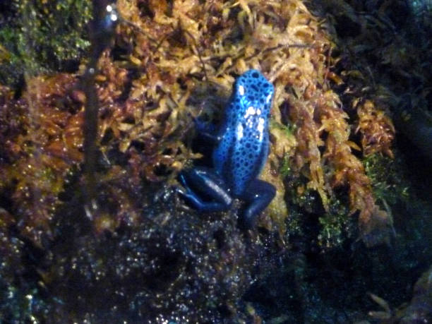 Blue Frog Blue frog on a rock blue poison dart frog dendrobates tinctorius azureus stock pictures, royalty-free photos & images