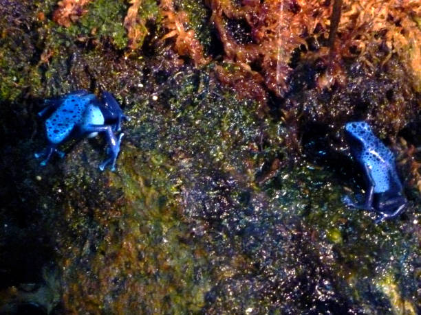 Blue Frogs Two Blue frogs on a rock blue poison dart frog dendrobates tinctorius azureus stock pictures, royalty-free photos & images