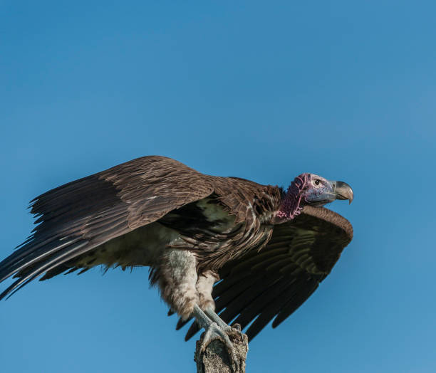 istock Single Lappet-Faced Vulture, ( Torgos tracheliotus ), sitting high on tree stump, ready to fly, with claws very visible, with blue sky in background, Masai Mara, Kenya, Africa 815837272