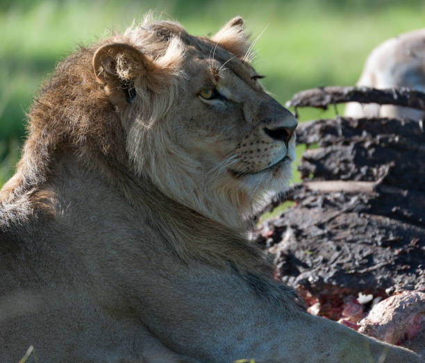 lew siedzi rano słońce strzeże szczątków zabić i patrząc w lewo. masai mara, kenia, afryka - masai mara national reserve masai mara lion cub wild animals zdjęcia i obrazy z banku zdjęć