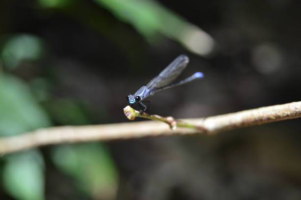 A blue drangonfly stock photo